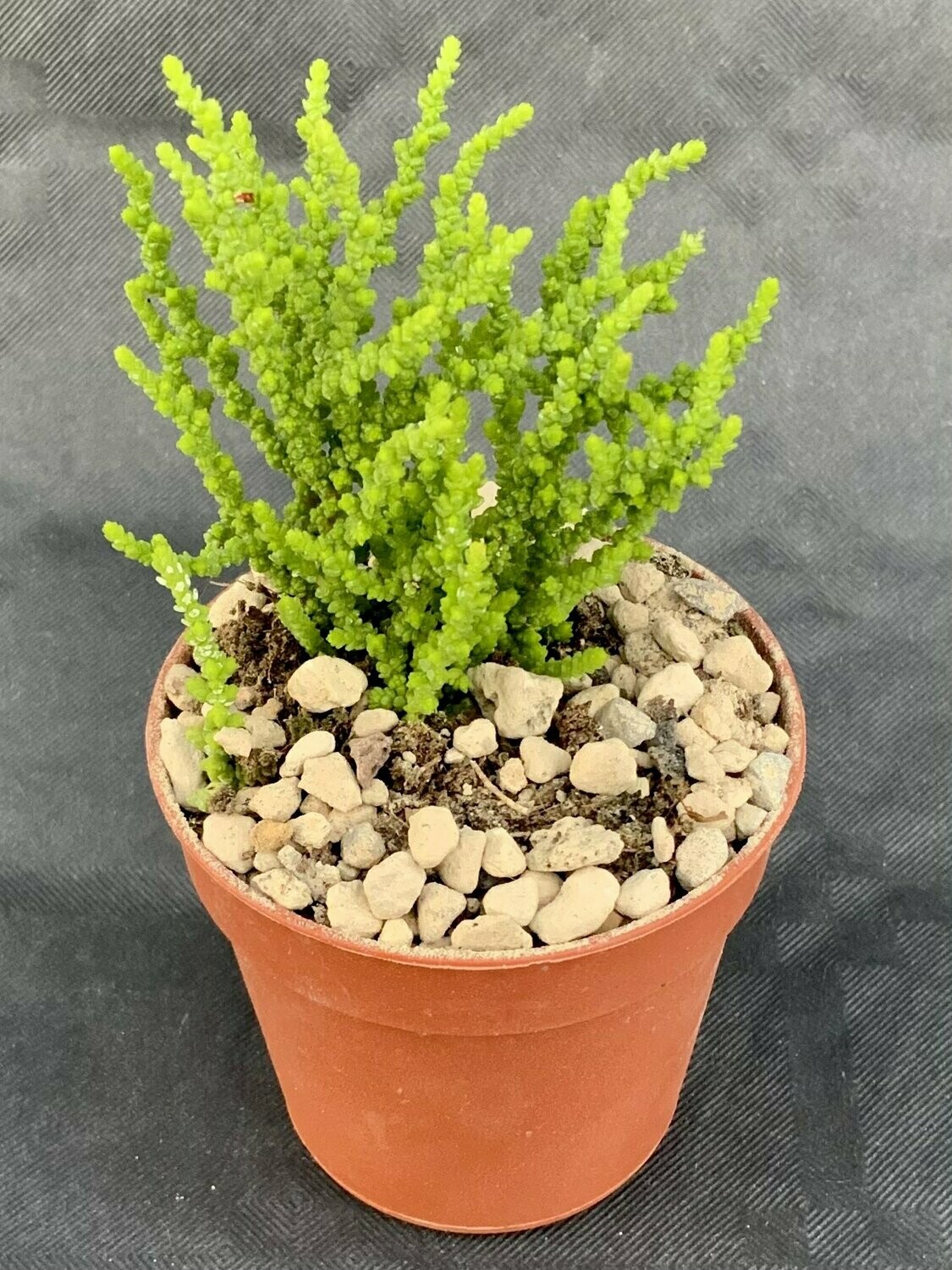 Crassula Muscosa