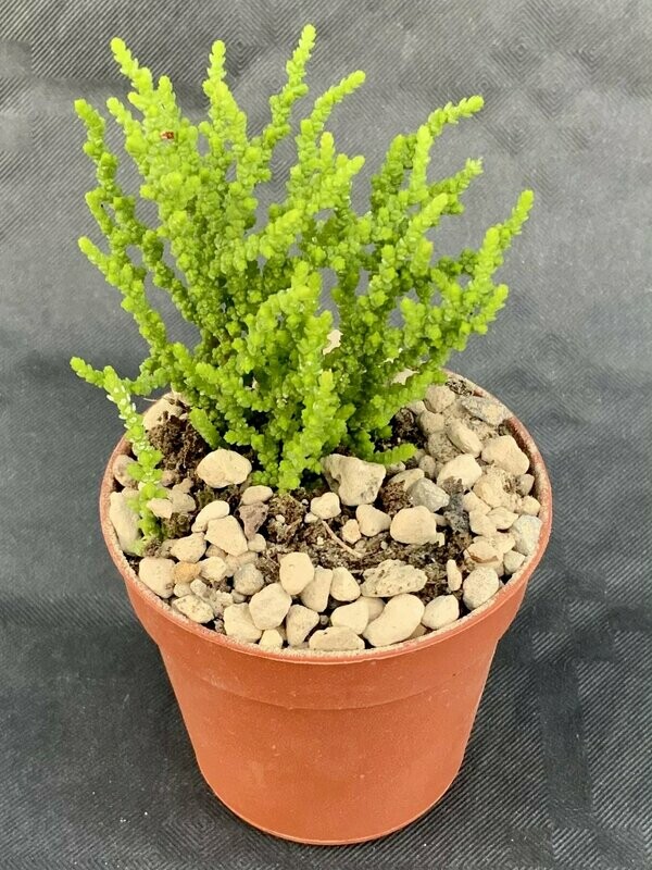 Crassula Muscosa