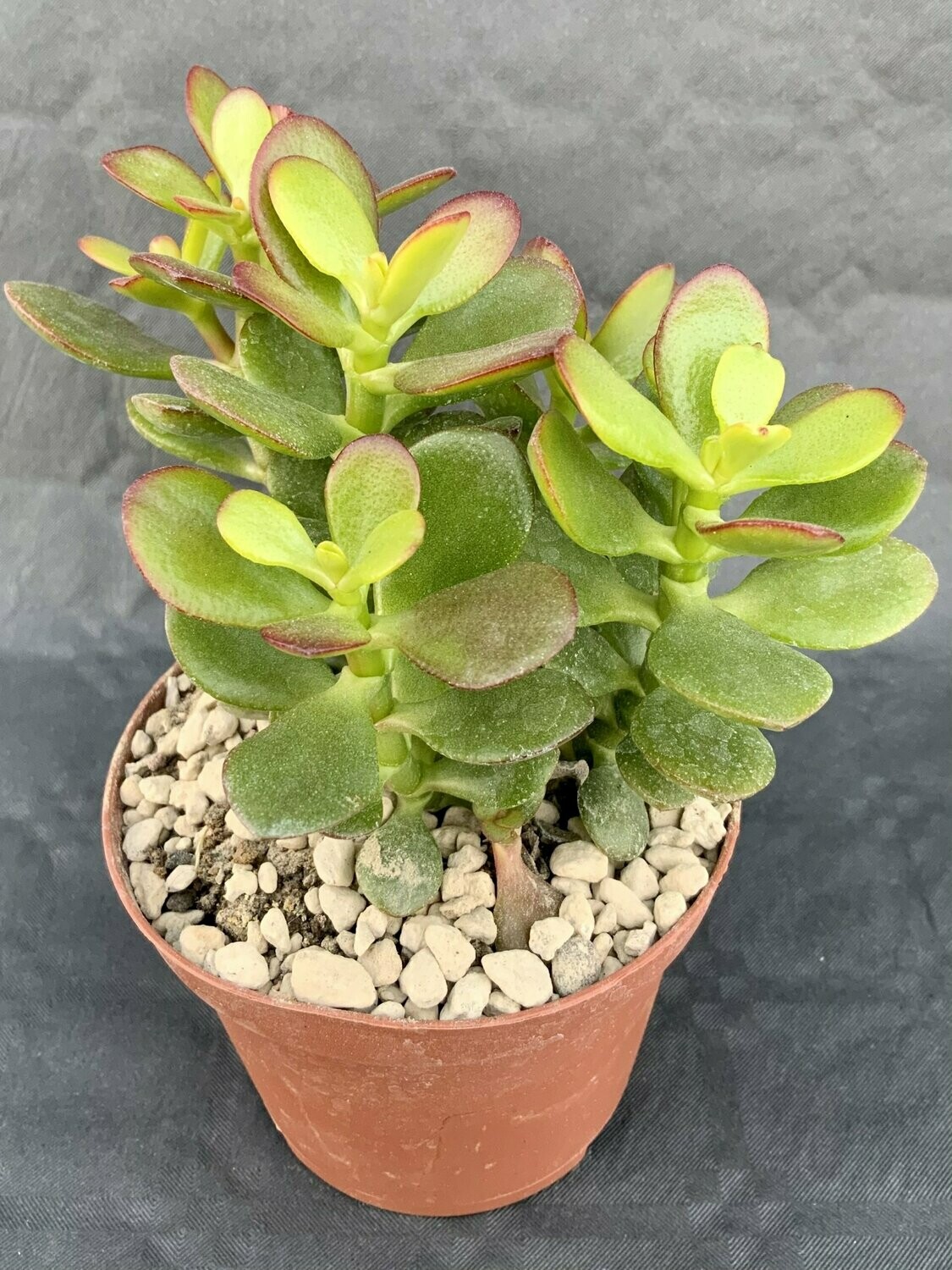 Crassula Ovata Mini