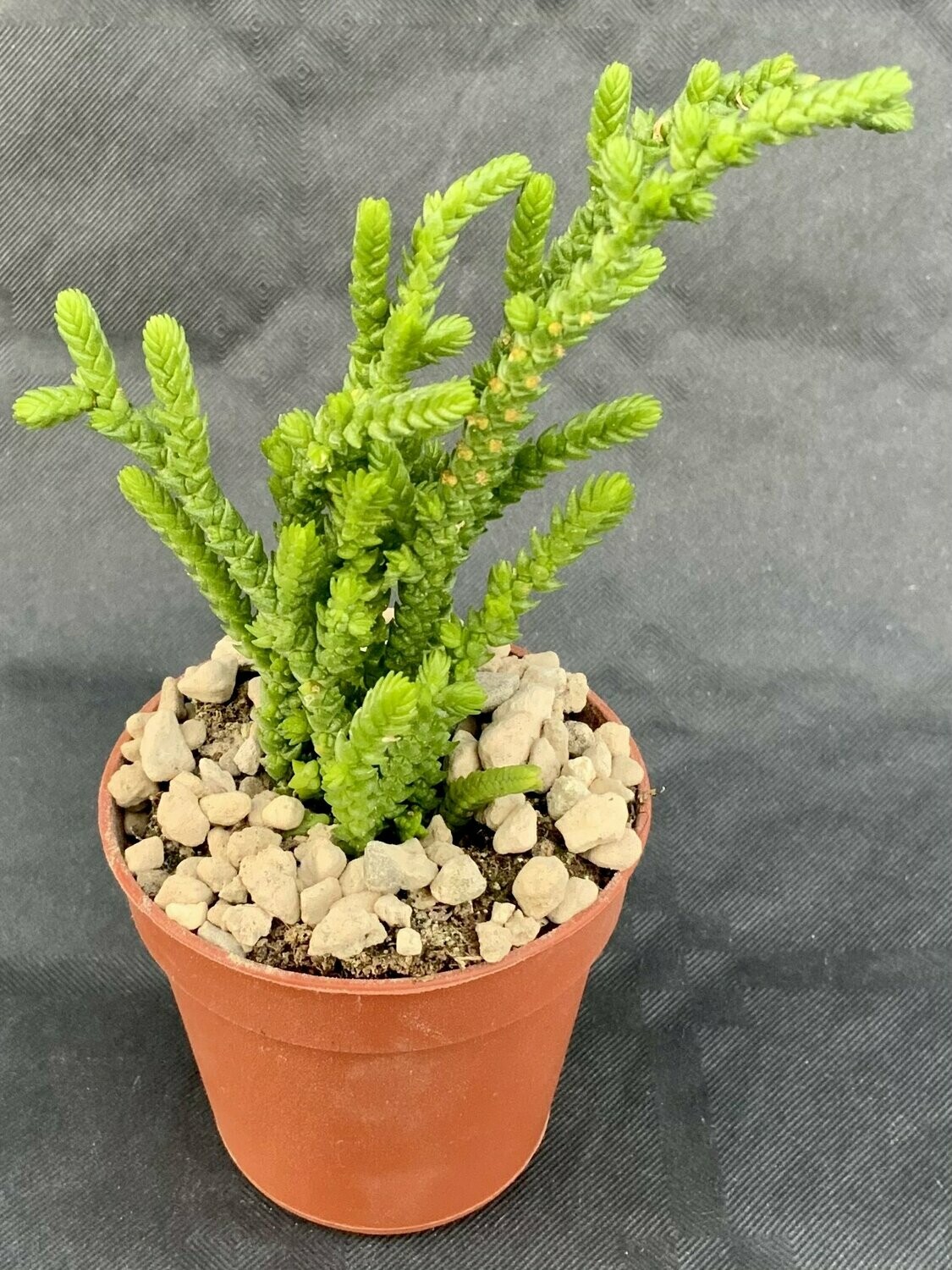 Crassula Muscosa