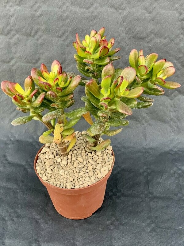 Crassula Portulacea Pot ø 10,5