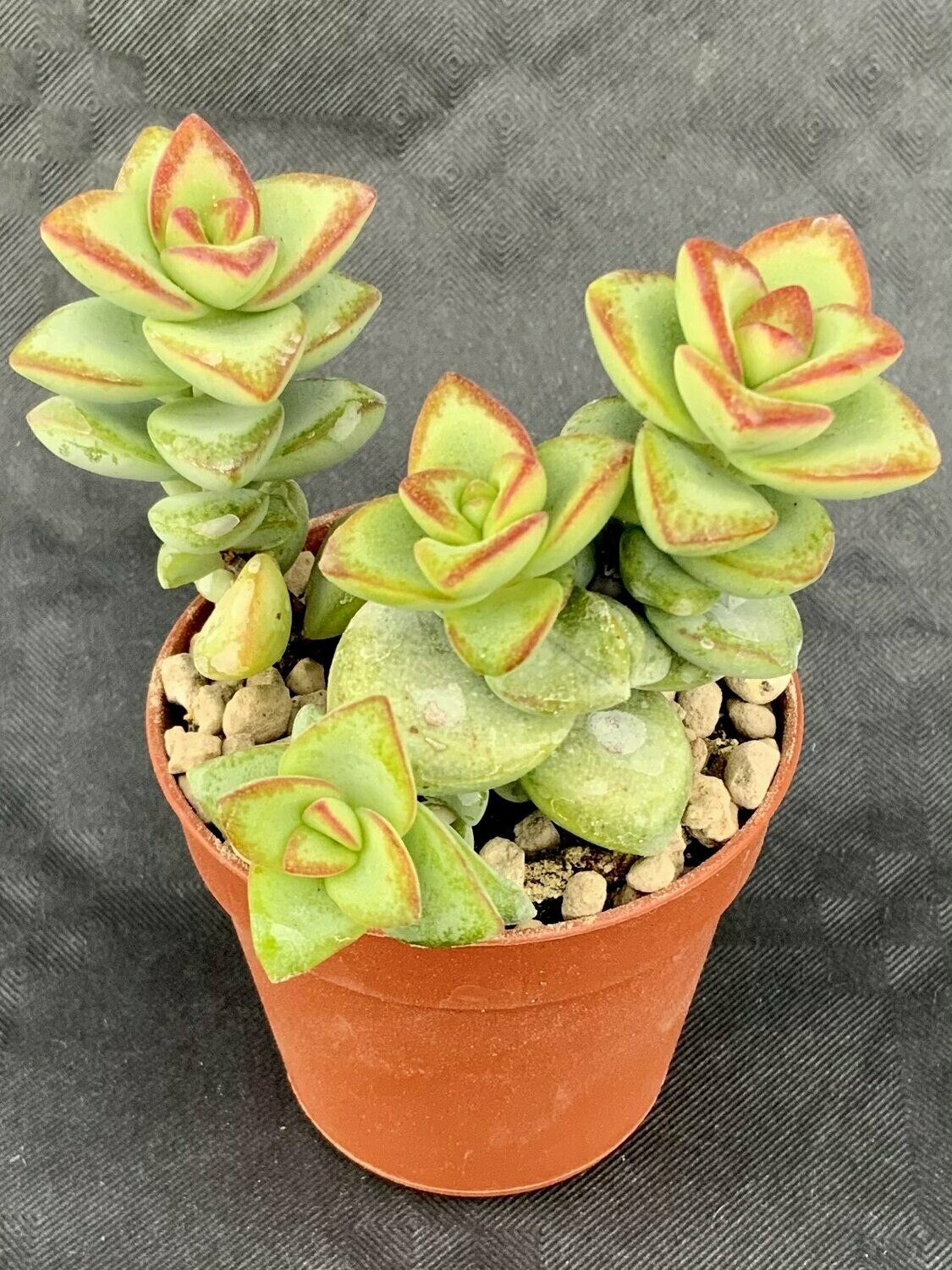 Crassula Rupestris