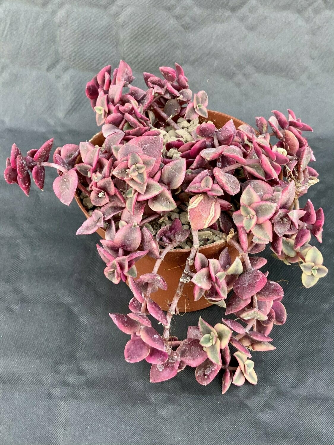 Crassula Pellucida Variegated