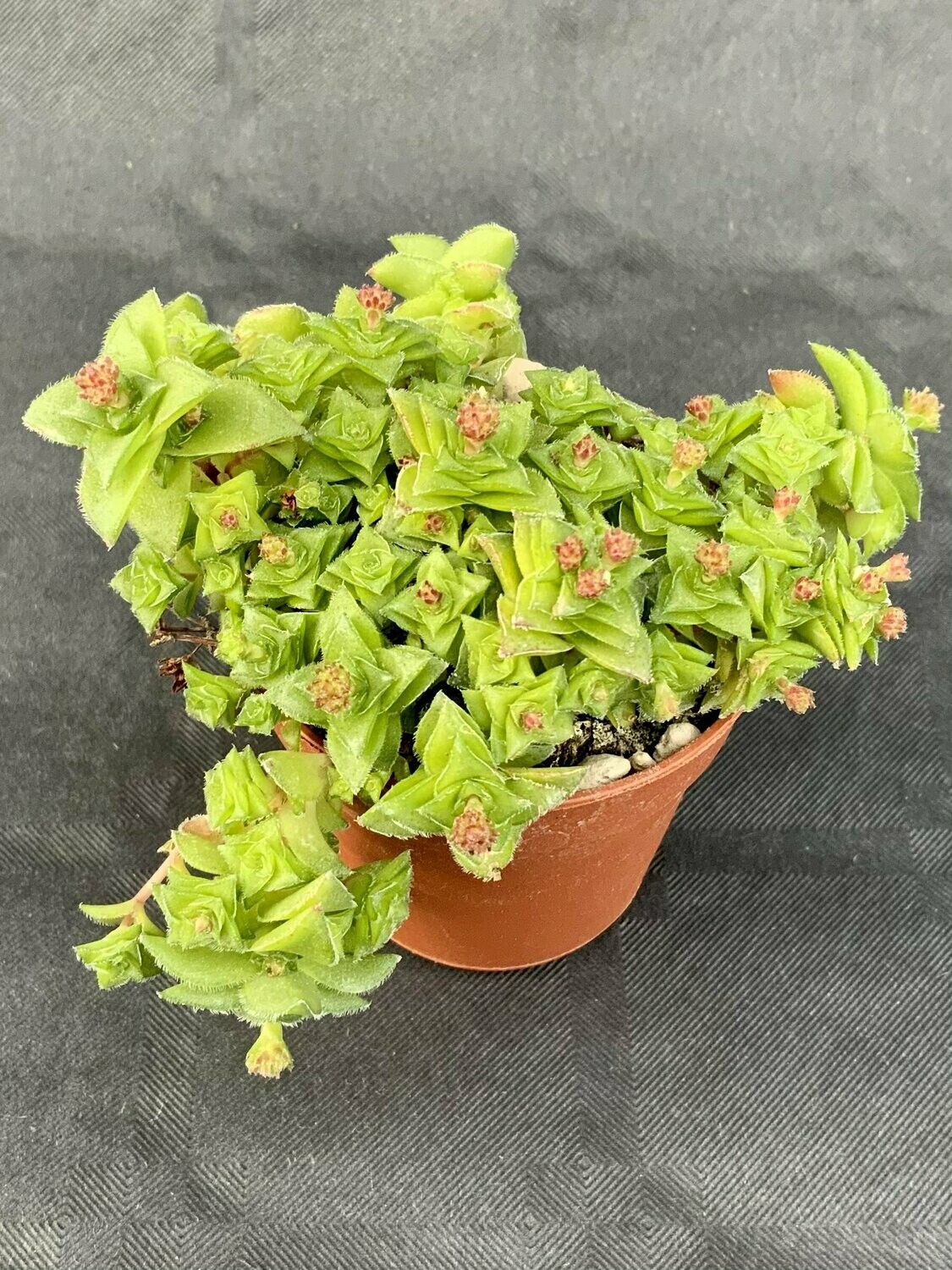 Crassula Socialis Pot ø 5,5