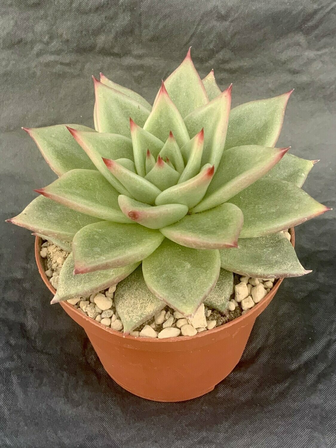 Echeveria Agavoides Pot ø 10,5