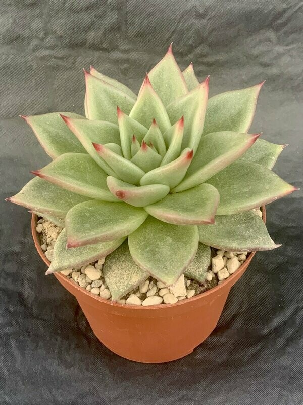 Echeveria Agavoides Pot ø 10,5