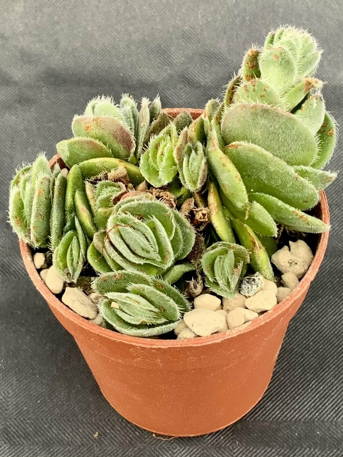 Crassula Tomentosa Pot ø 5,5