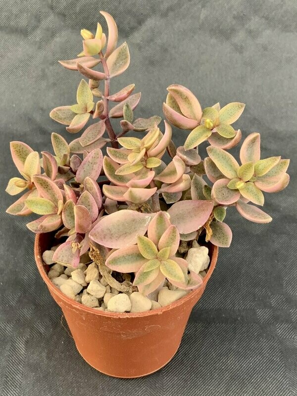 Crassula Volkensii Variegated