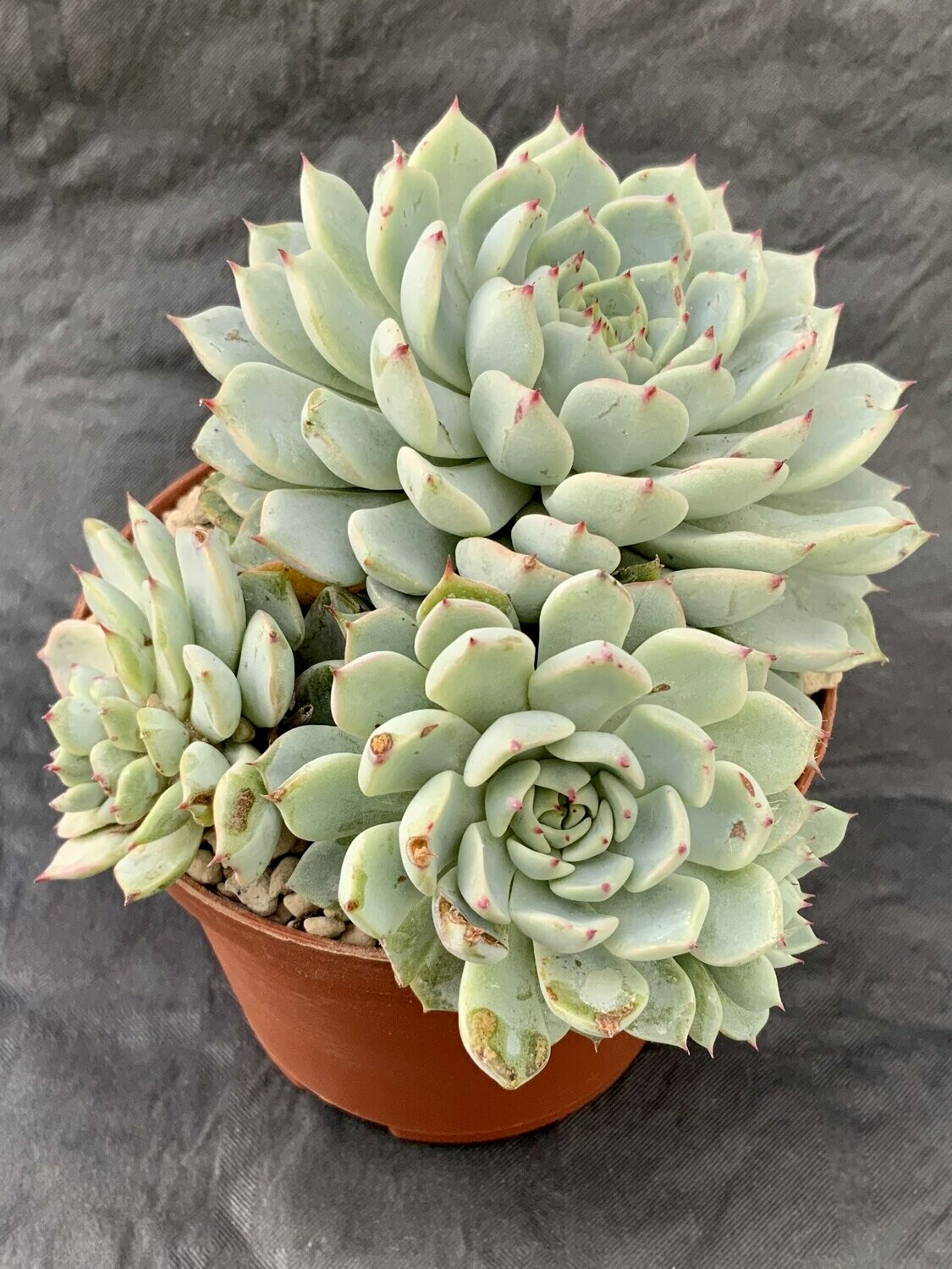 Echeveria Alienor