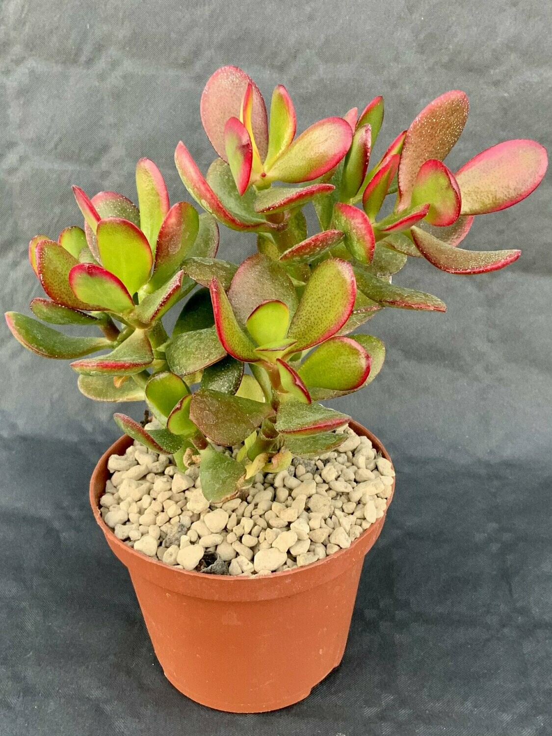 Crassula Tricolor Pot ø 10,5