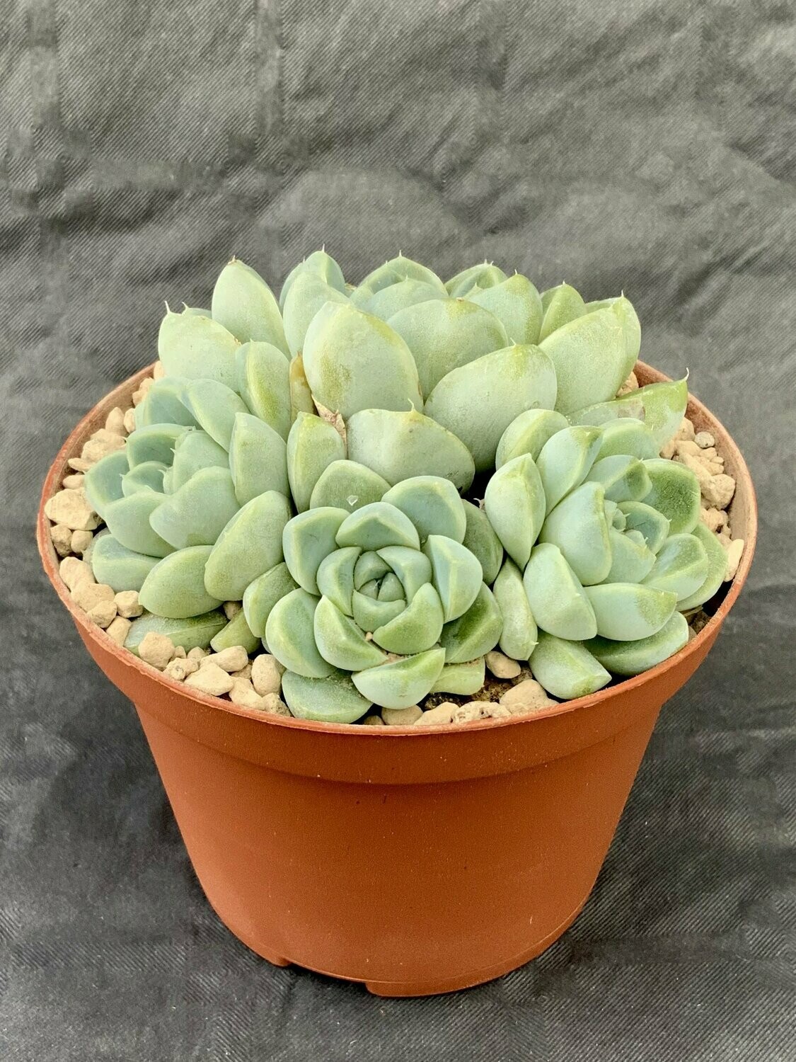 Echeveria Albicans Pot ø 10,5