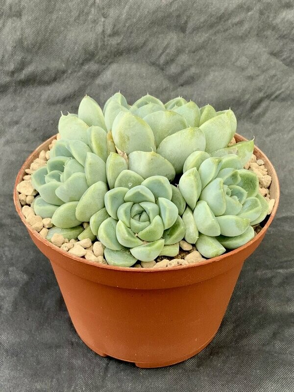 Echeveria Albicans Pot ø 10,5