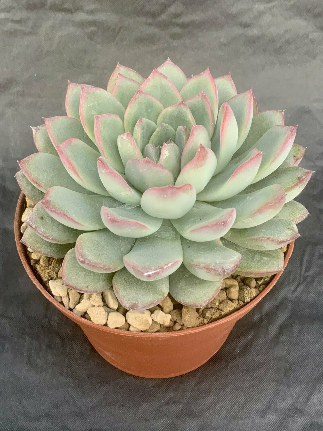 Echeveria Apus