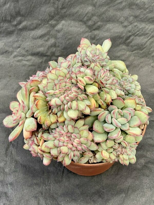 Echeveria Apus Crested
