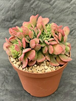 Echeveria Brian Rose Crested