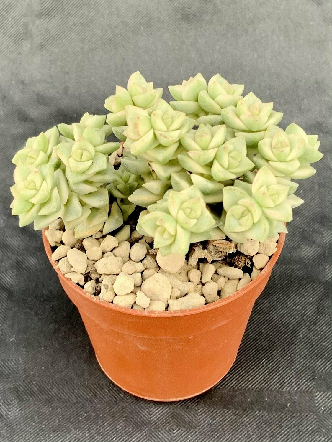 Crassula Tom Thumb Variegated Pot ø 5,5