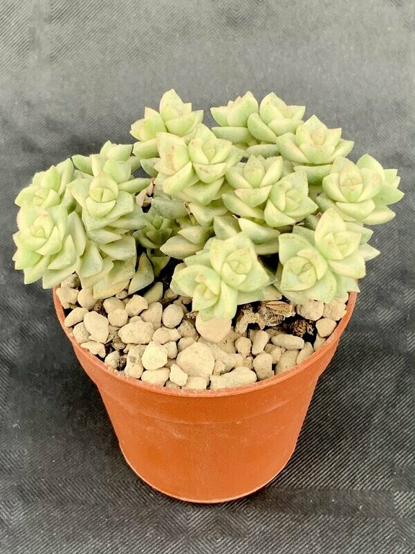 Crassula Tom Thumb Variegated Pot ø 5,5