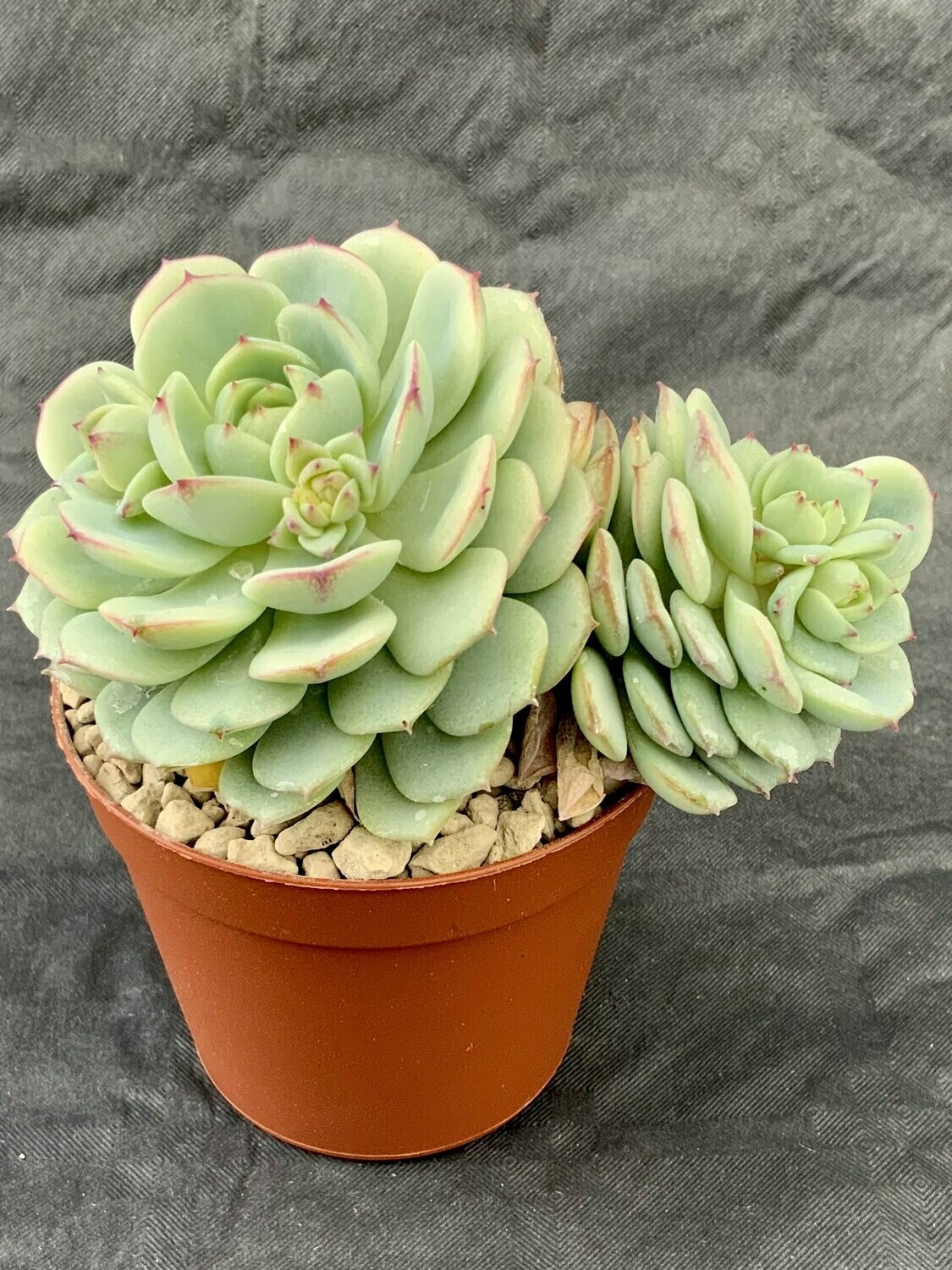Echeveria Captain Hay