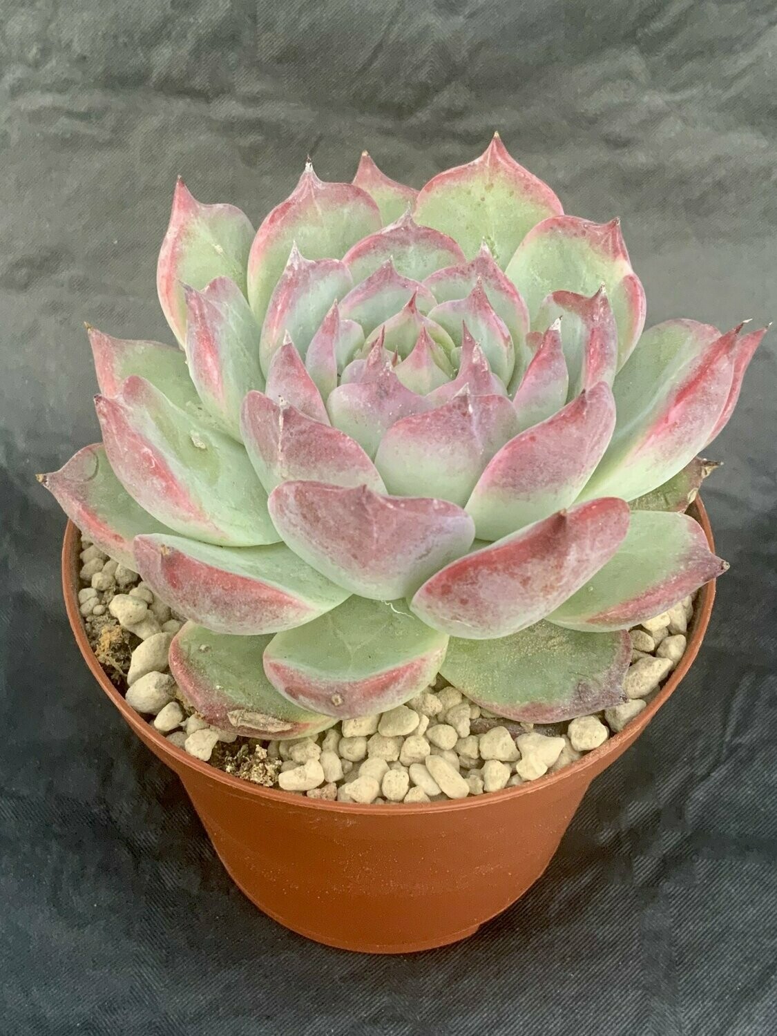 Echeveria Chihuahuaensis Pot ø 10,5