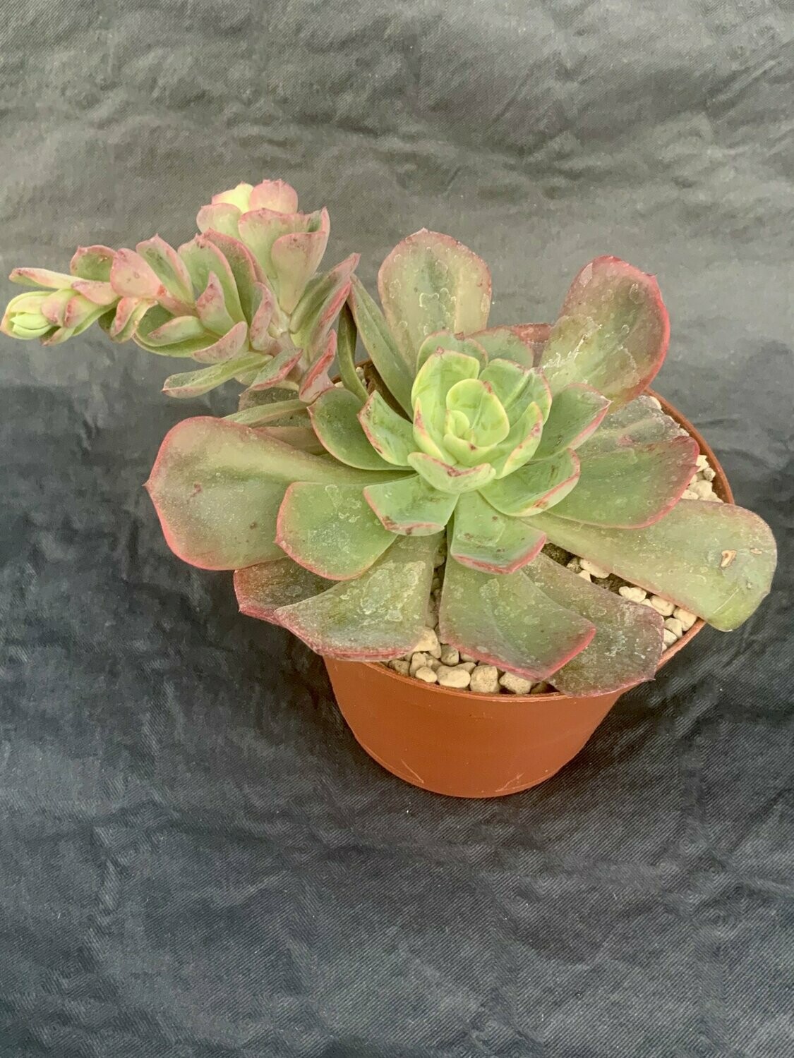 Echeveria Bryan Rose Pot ø 10,5