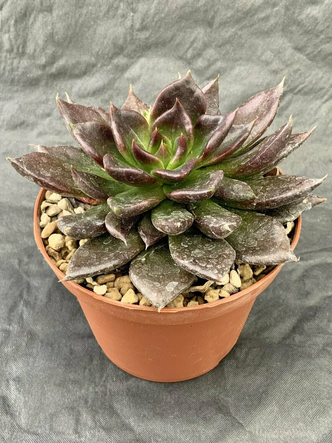 Echeveria Chocolate