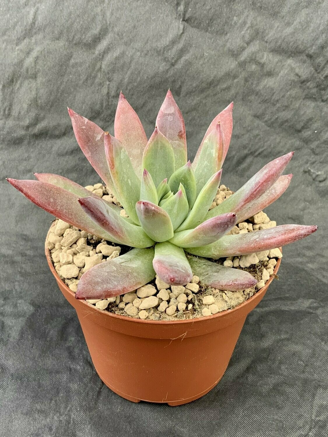Echeveria Colorata Brandtii Pot ø 10,5