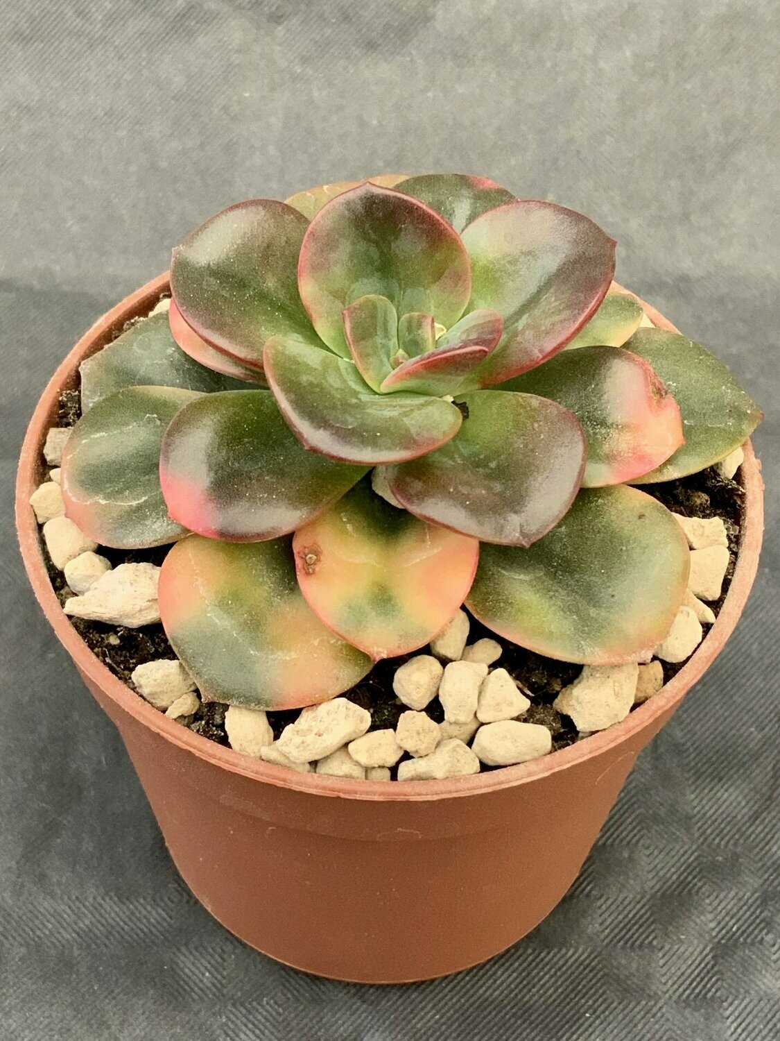 Echeveria Chroma Pot ø 7,5