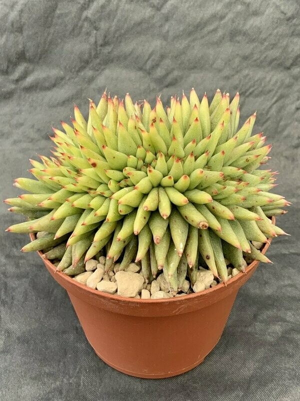 Echeveria Corderoy Crested