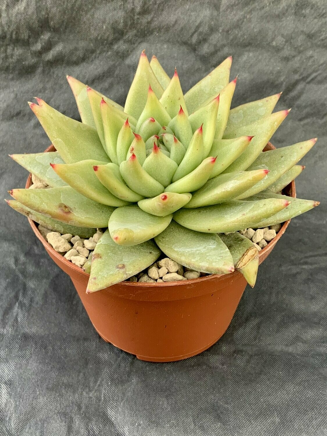 Echeveria Corderoy