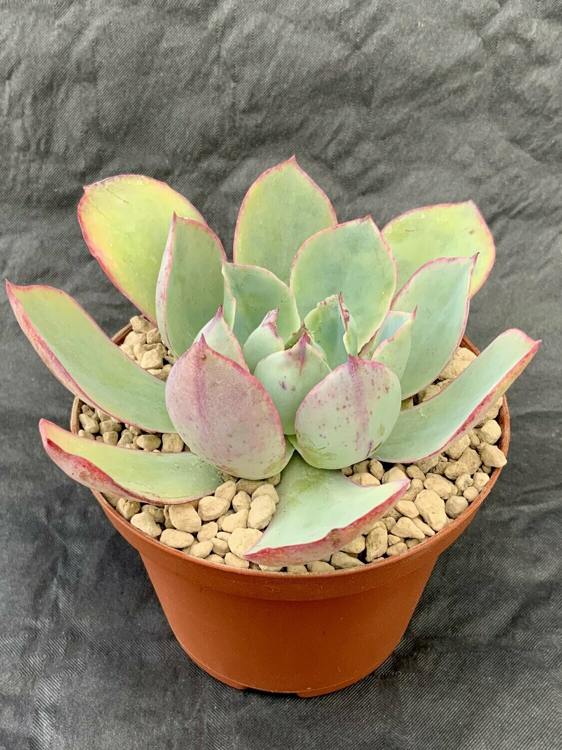 Echeveria Da Vinci Code Pot ø 10,5