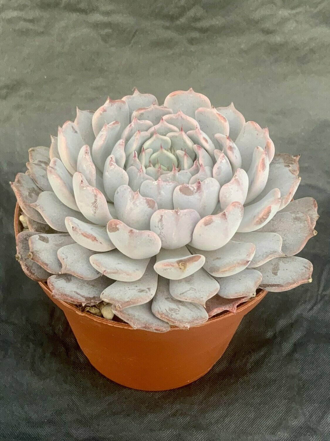 Echeveria Cuspidata
