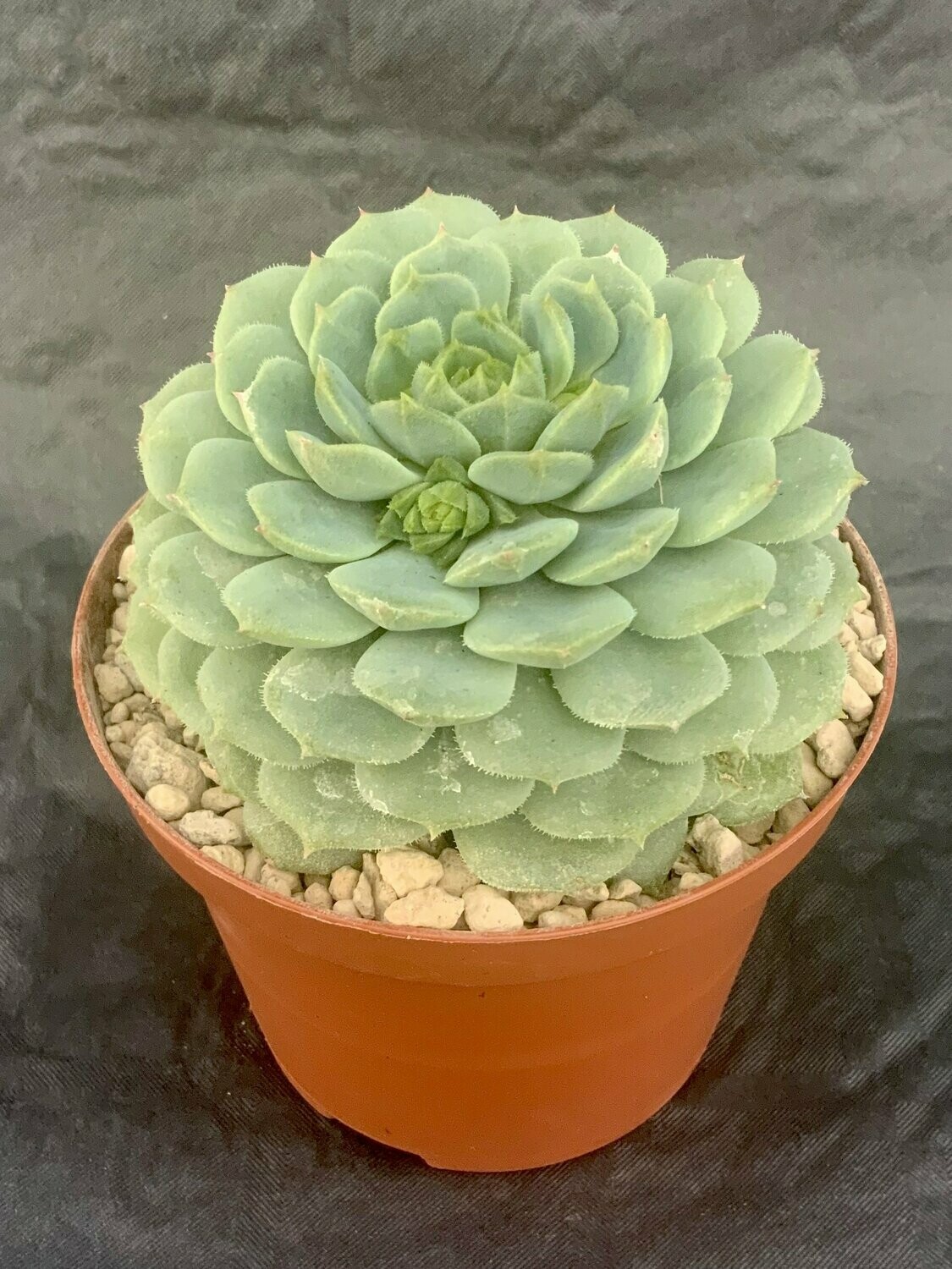 Echeveria Derenbergii