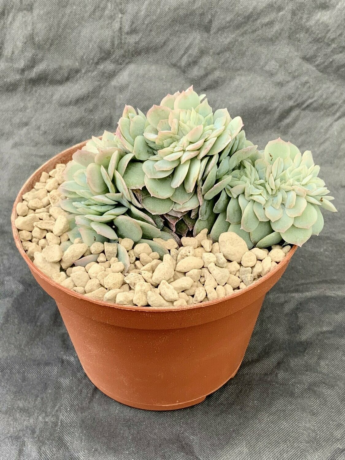 Echeveria Elegans Crested