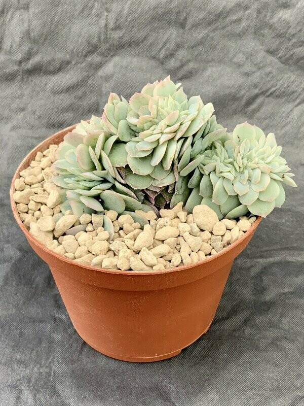 Echeveria Elegans Crested