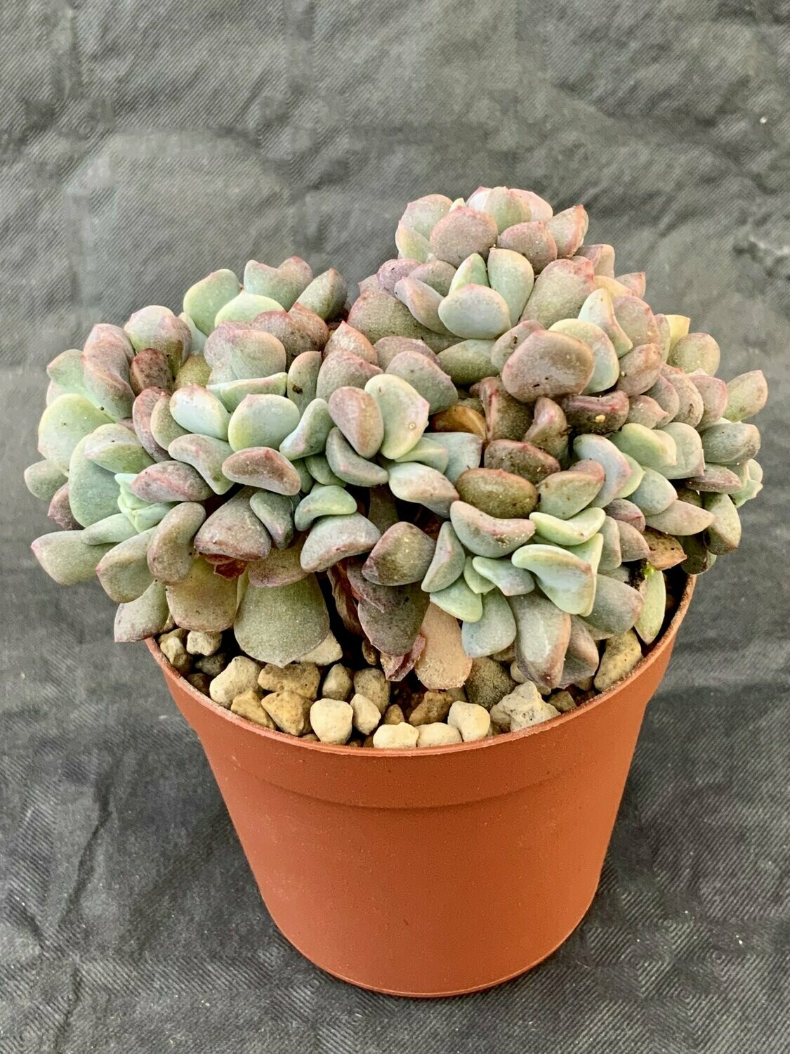 Echeveria Cubic Frost Crested Pot ø 10,5