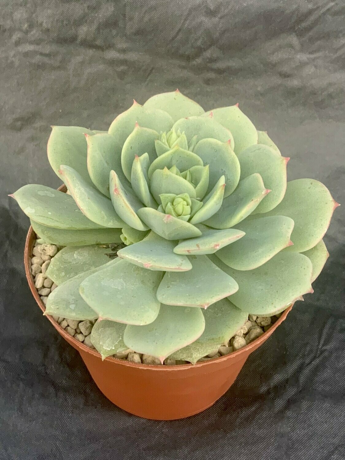 Echeveria Derenbergii