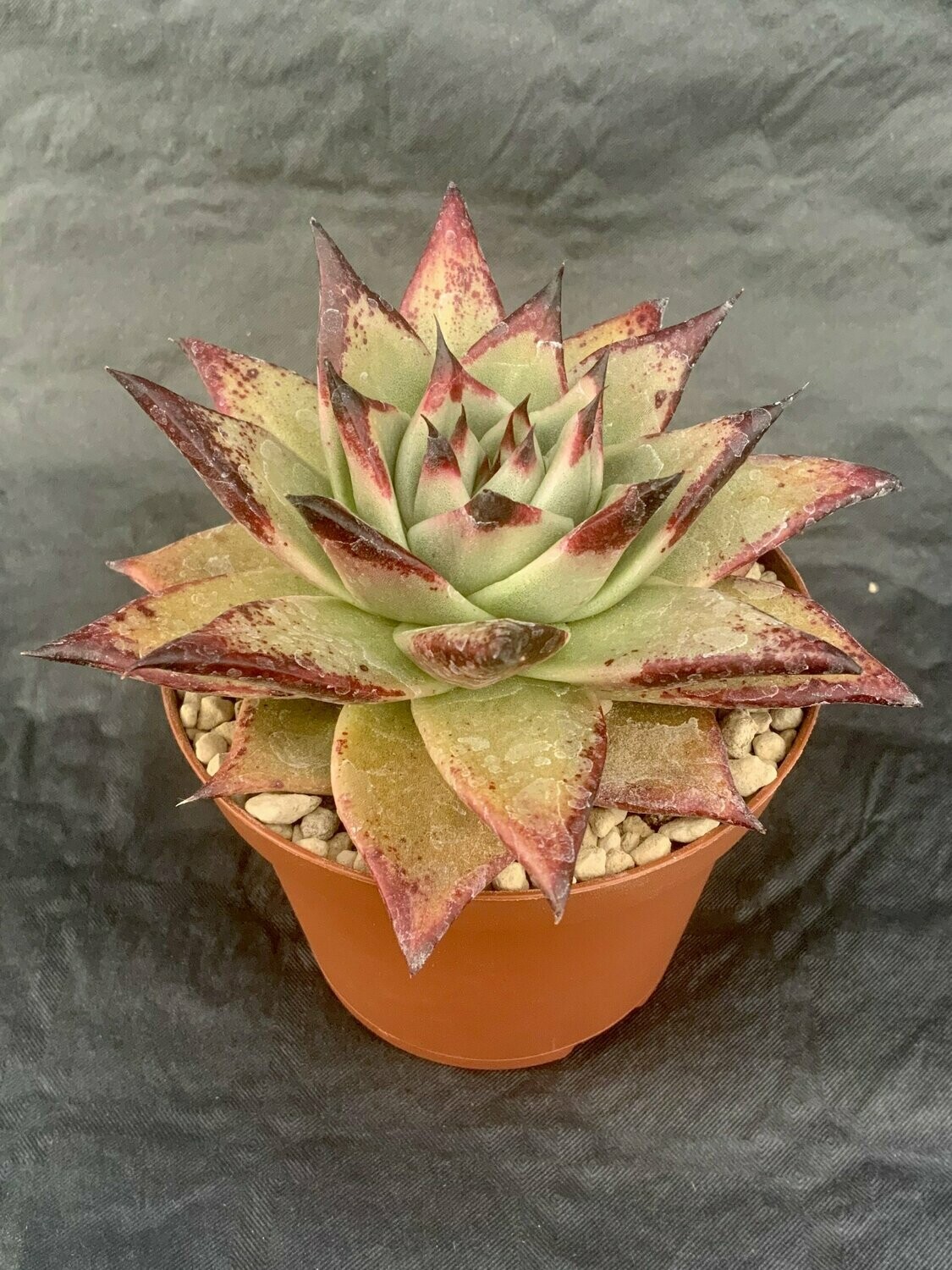 Echeveria Ebony Pot ø 10,5