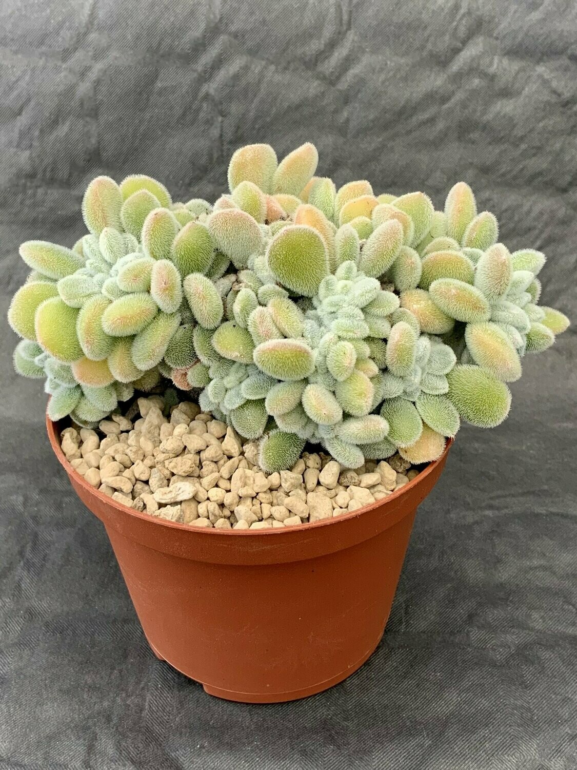 Echeveria Frosty Crested