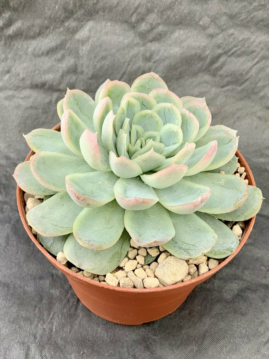 Echeveria Elegans