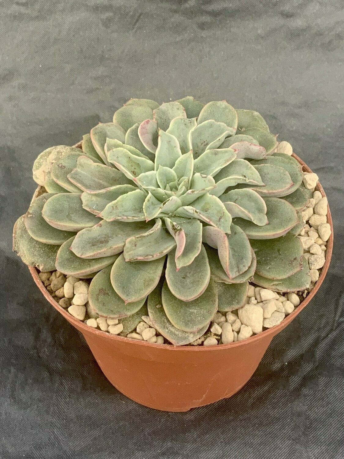 Echeveria Fantastic Fountain Pot ø 10,5