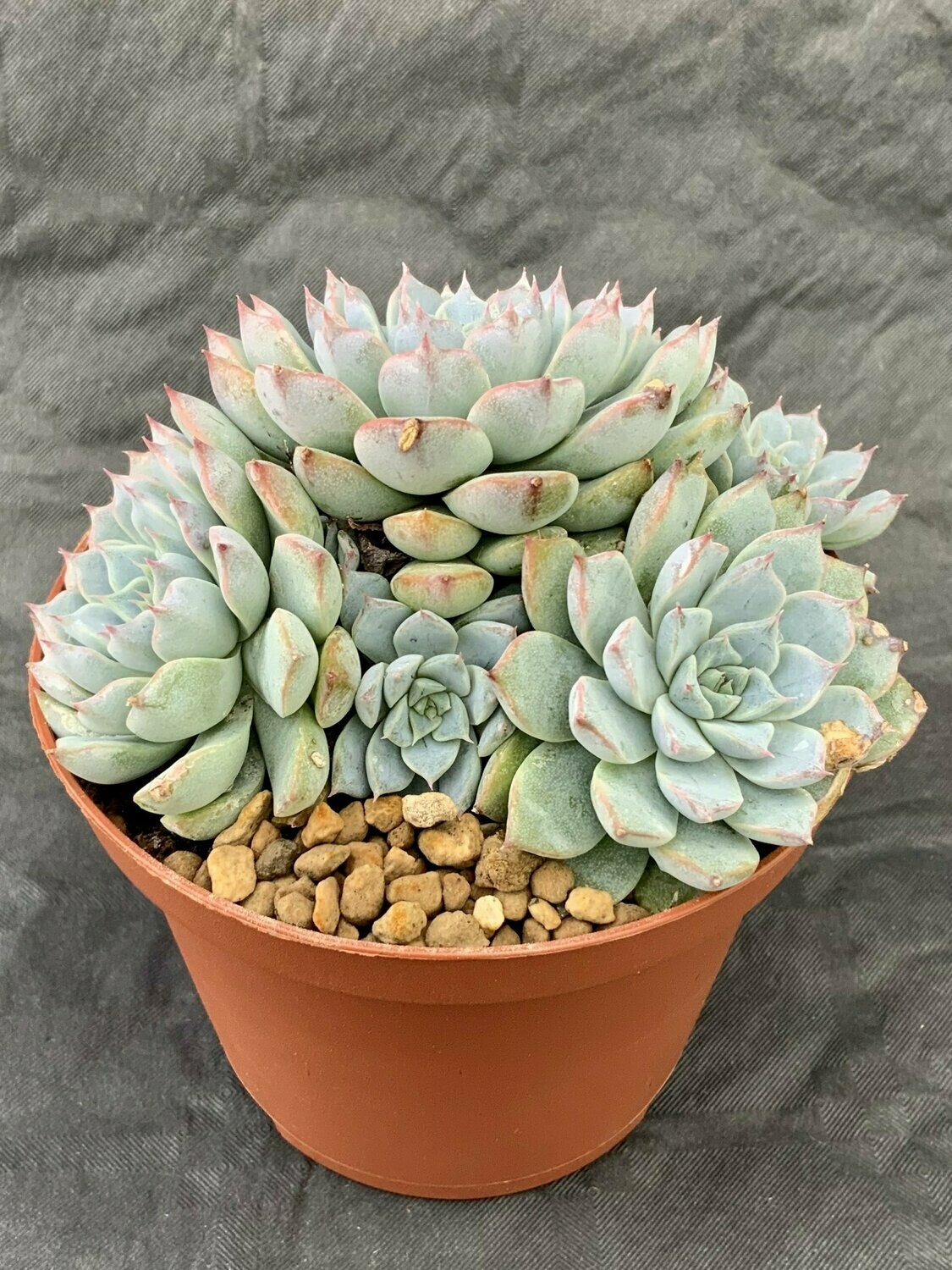 Echeveria Hibrid 2 