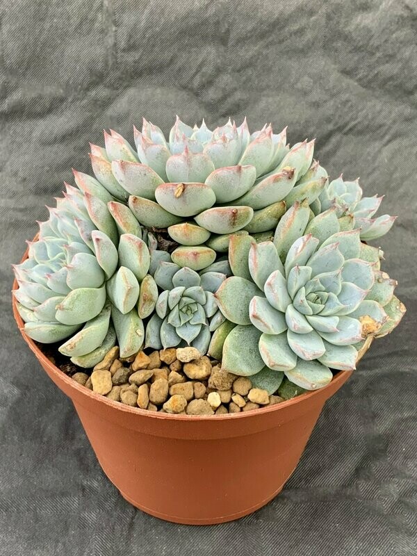 Echeveria Hibrid 2 