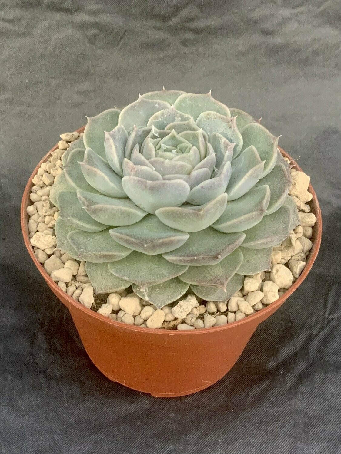 Echeveria Ialina Pot ø 10,5