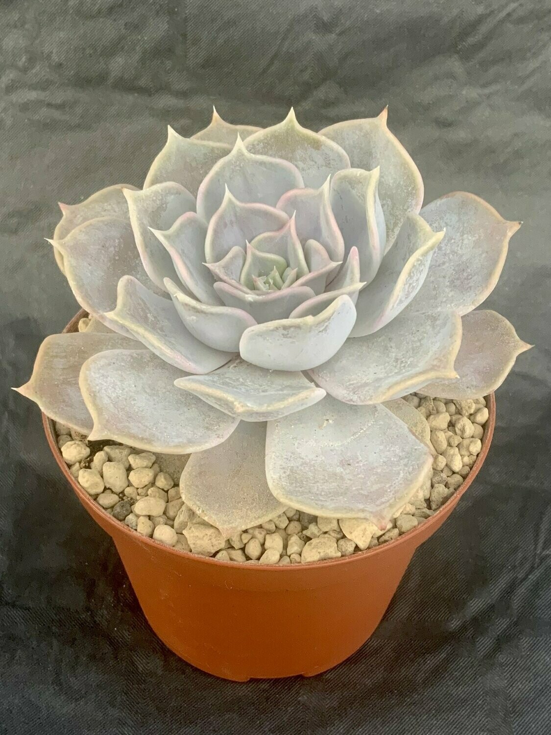 Echeveria Lilacina