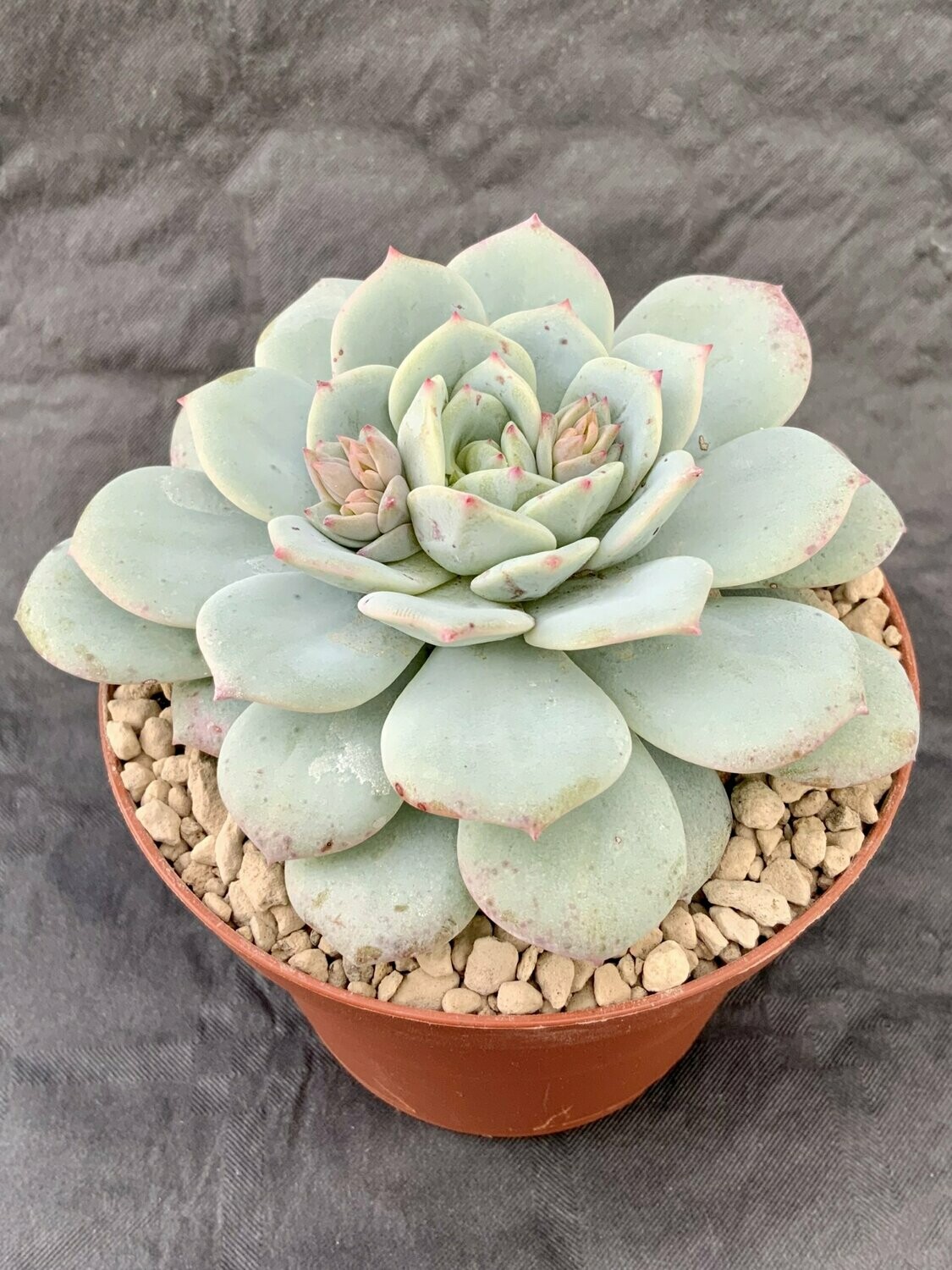 Echeveria Hibrid Lola x Laui Pot ø 10,5