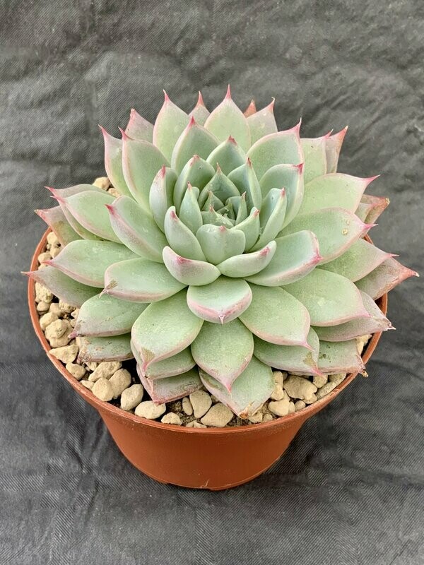 Echeveria Hibrid 1 Pot ø 10,5