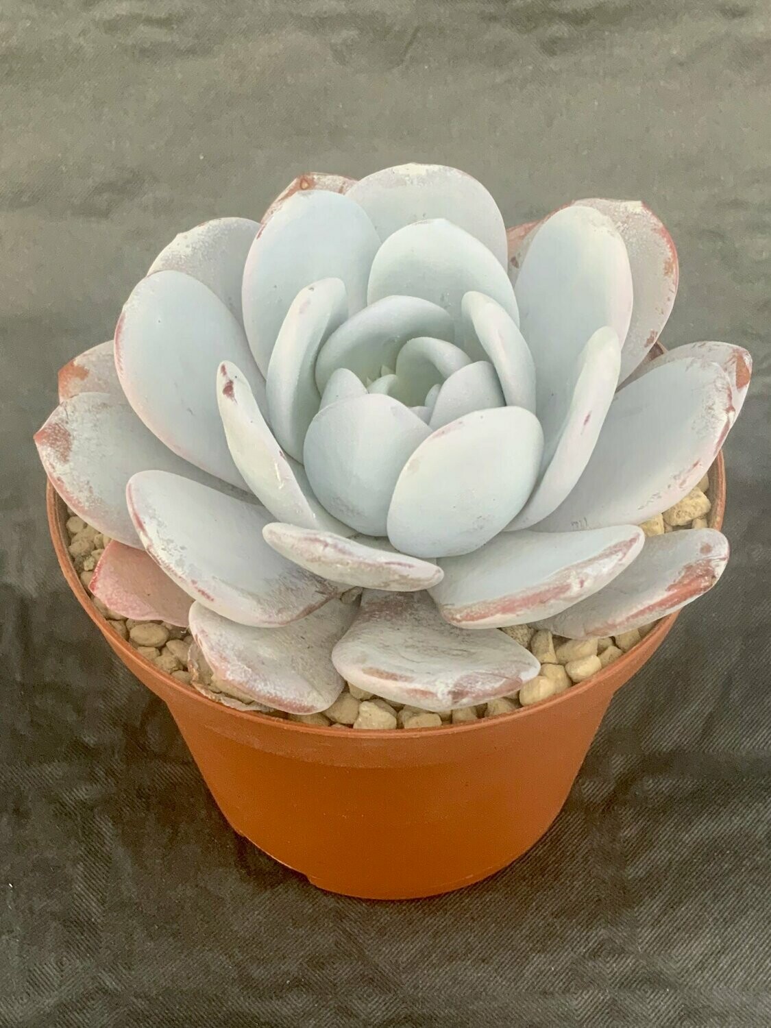 Echeveria Laui Pot ø 10,5