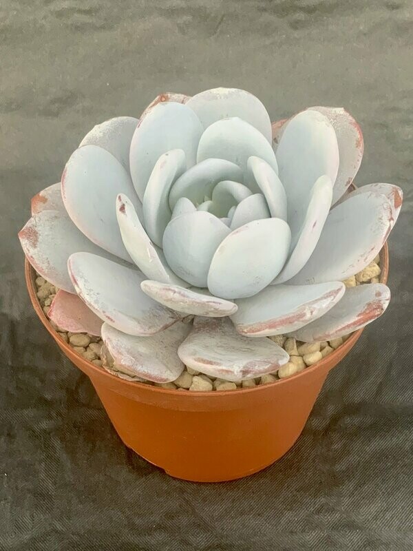 Echeveria Laui Pot ø 10,5