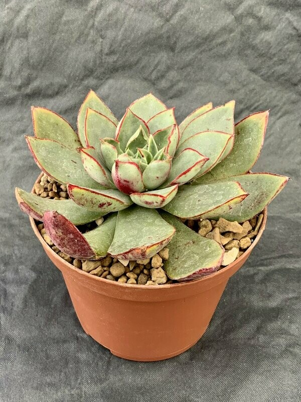 Echeveria Longissima Pot ø 10,5