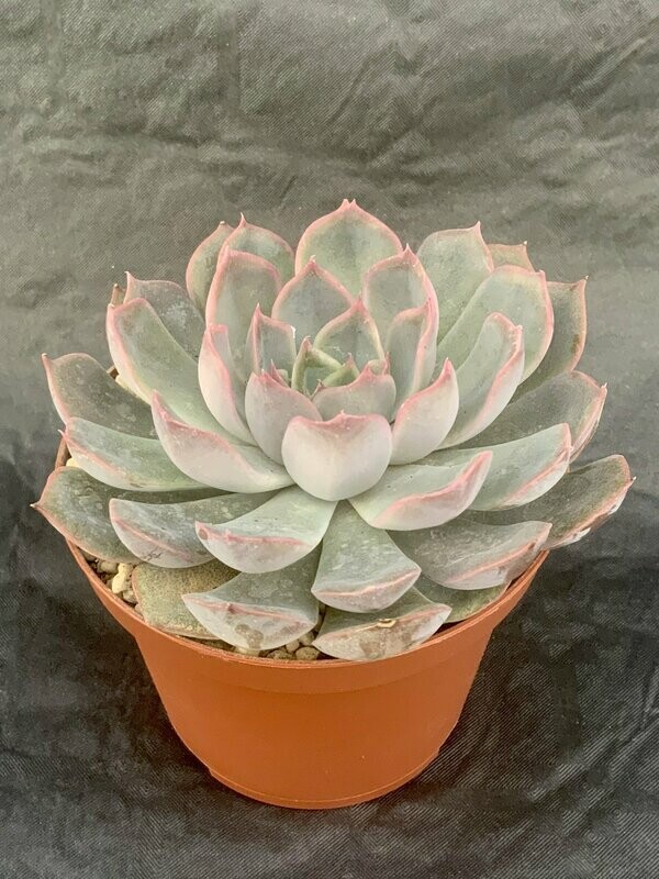 Echeveria Orion